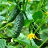 Огурец Конкурент 0,5г Огурец Конкурент 0,5г