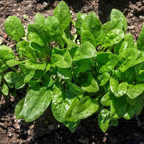 PROROST Щавель Широколистный 0,5г