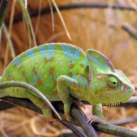 Йеменский хамелеон (Chamaeleo calyptratus) 