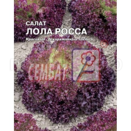 Салат Лолла Росса 5г XXXL Салат Лолла Росса 5г XXXL
