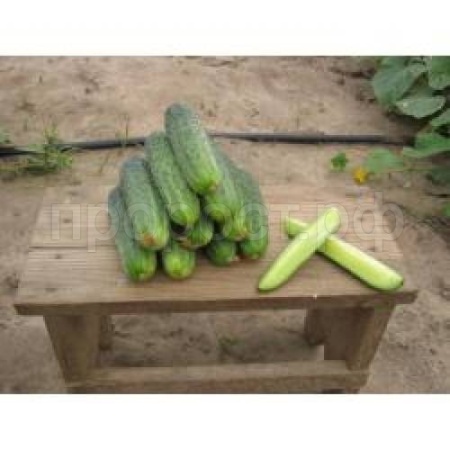 Огурец Аякс F1 1000 шт Огурец Аякс F1 1000 шт