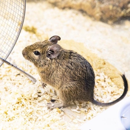 Грызуны Дегу