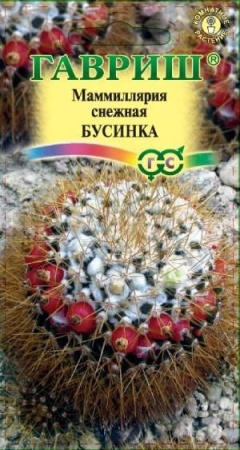 Маммиллярия Бусинка 2 шт