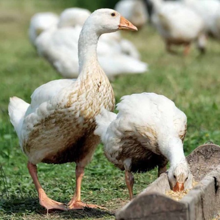 Ракушка для птиц 200гр ДОБРОЖИЛ Ракушка для птиц 200гр ДОБРОЖИЛ